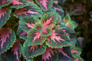 Forskolin (makandi - indická kopřiva) 