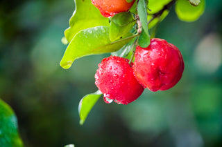 Acerola – síla vitamínu C a síla imunity 