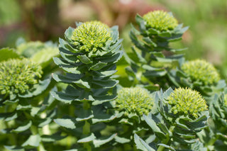 Rhodiola rosea – přírodní antidepresivum 