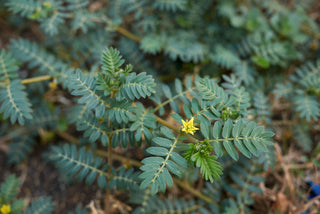 Tribulus Terrestris pro libido, deprese, ledviny a dásně 